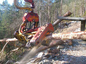 Woody 60